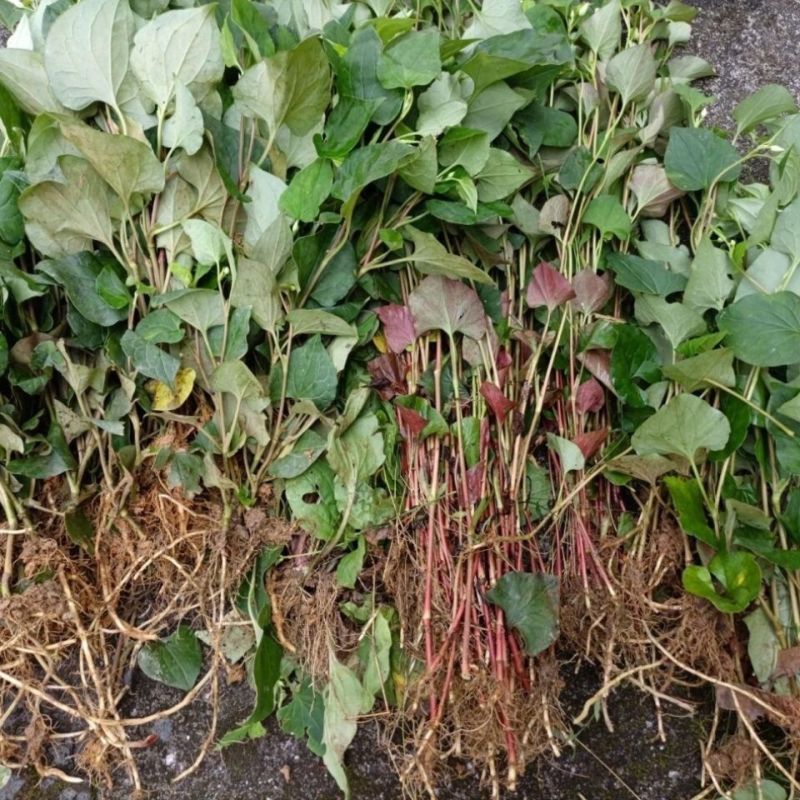 鱼腥草正品鱼腥草鱼腥草干农家自晒鱼腥无硫熏