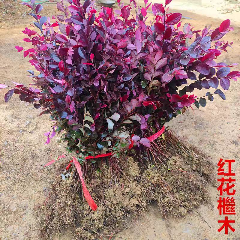 红花继木苗产地一手货源自产自销，大量有货，对接全国市场客