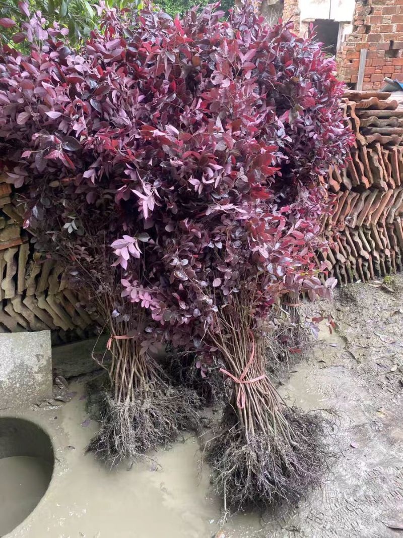 红花继木苗产地一手货源自产自销，大量有货，对接全国市场客