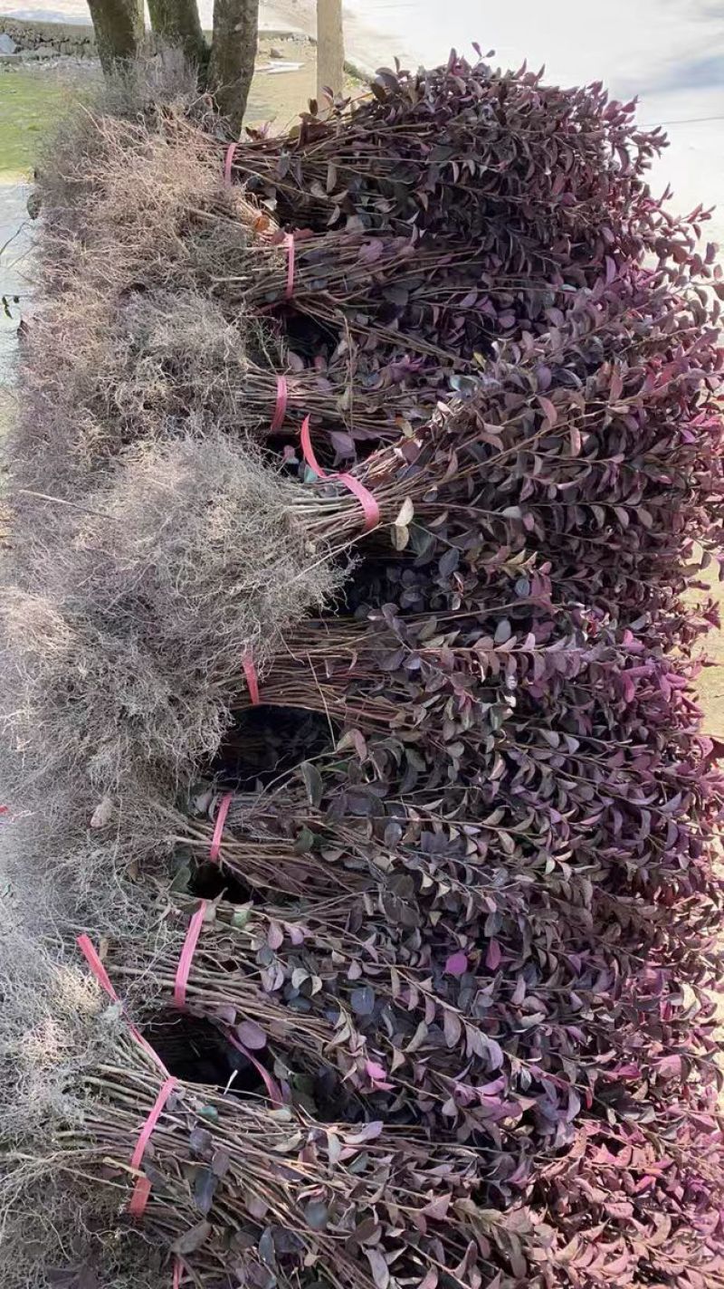 红花继木苗产地一手货源自产自销，大量有货，对接全国市场客