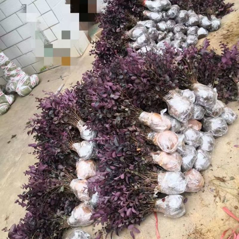 红花继木苗产地一手货源自产自销，大量有货，对接全国市场客