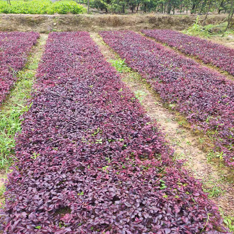 红花继木苗产地一手货源自产自销，大量有货，对接全国市场客