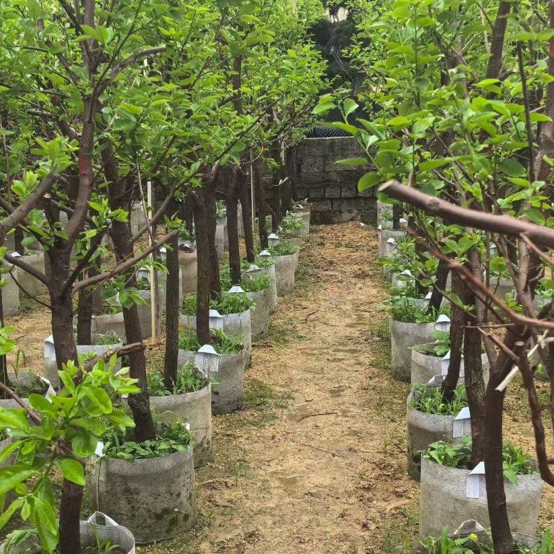 柿子5-12公分出售自家果苗基地直销