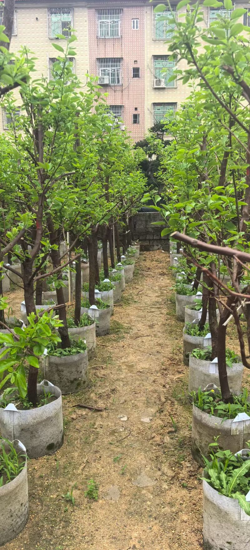 柿子5-12公分出售自家果苗基地直销