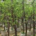 柿子5-12公分出售自家果苗基地直销