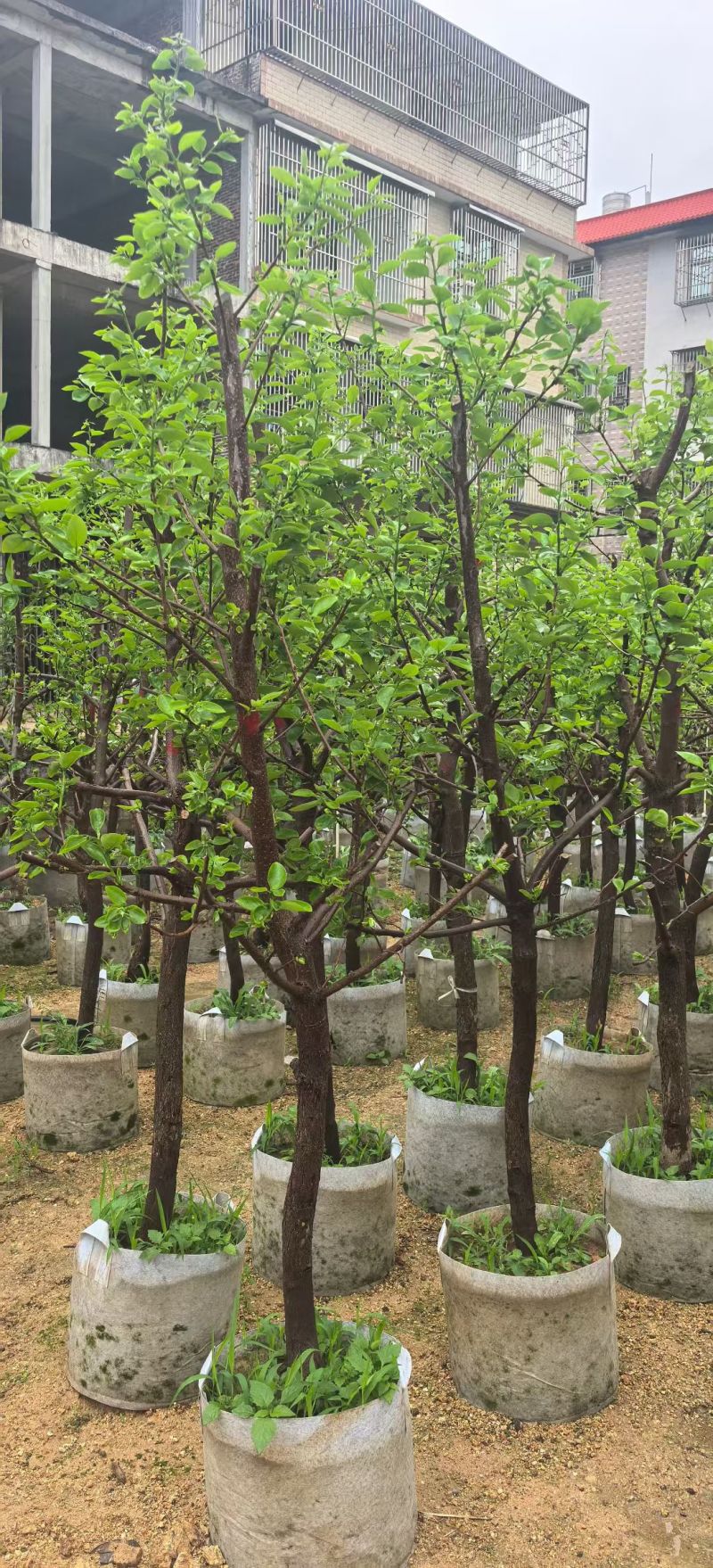 柿子5-12公分出售自家果苗基地直销