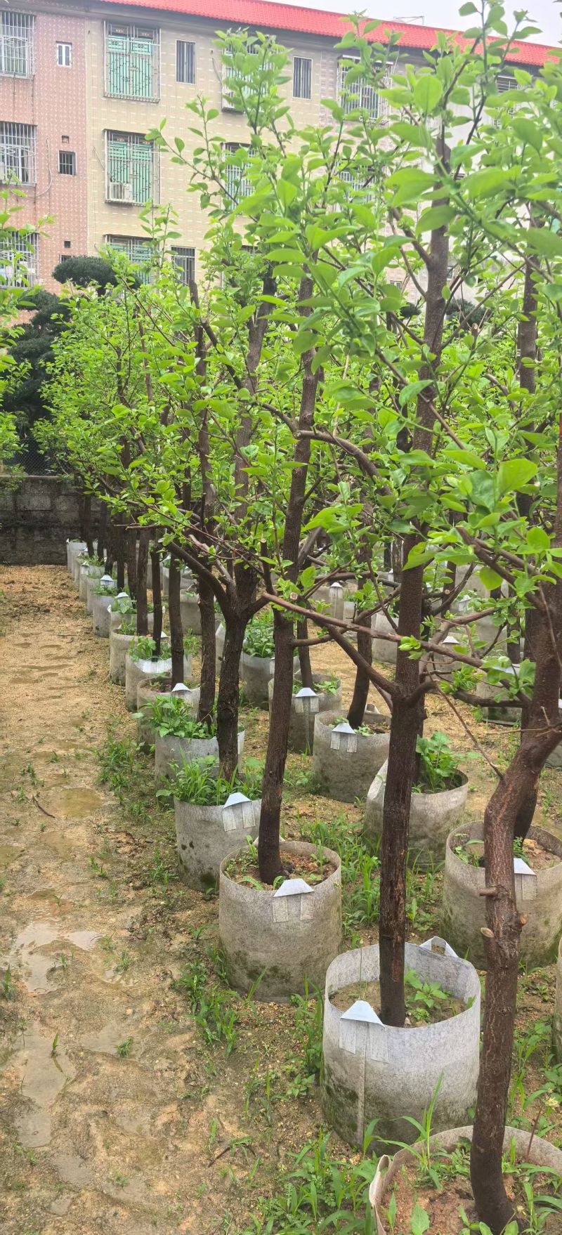 柿子5-12公分出售自家果苗基地直销