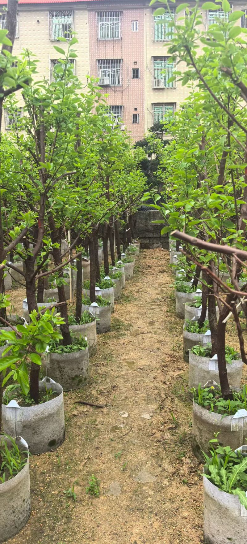柿子5-12公分出售自家果苗基地直销
