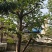 柿子5-12公分出售自家果苗基地直销
