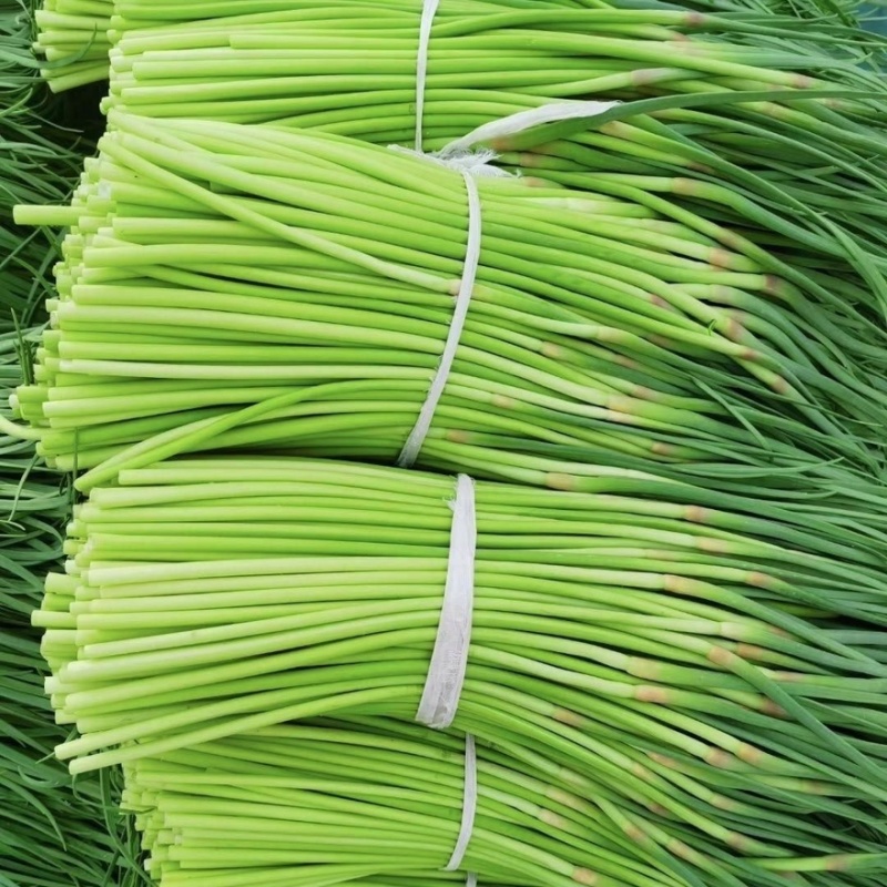 邳州红帽蒜薹量大价优产地直发商超品质