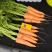[推荐]宿州萧县三红胡萝卜产地直供大量有货，对接超市市场