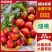 精品油桃:曙光.金雷.中油系品种齐全.口感纯甜产地直发.