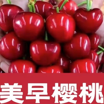 大棚樱桃现摘现发美早/红等货源充足大量供应全国代发