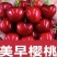 大棚樱桃现摘现发美早/红等货源充足大量供应全国代发