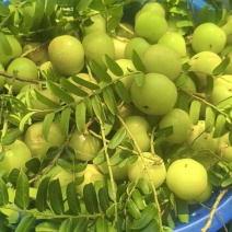 精品油甘果