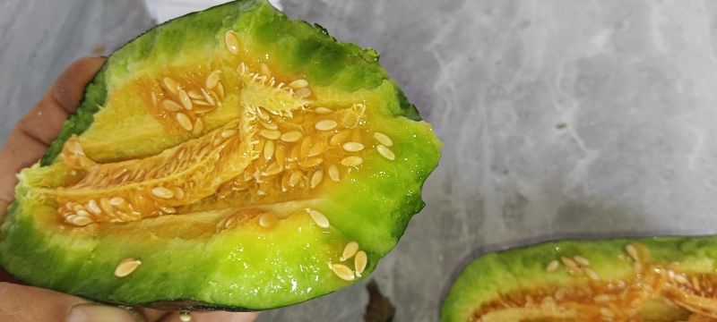 博洋九甜瓜(0.7斤打底)电话联系***********