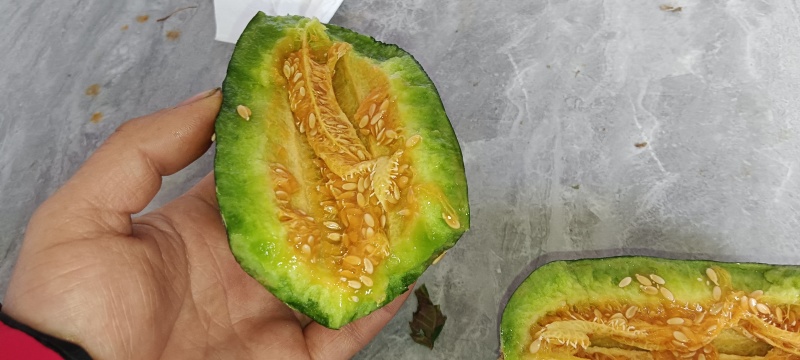 博洋九甜瓜(0.7斤打底)电话联系***********