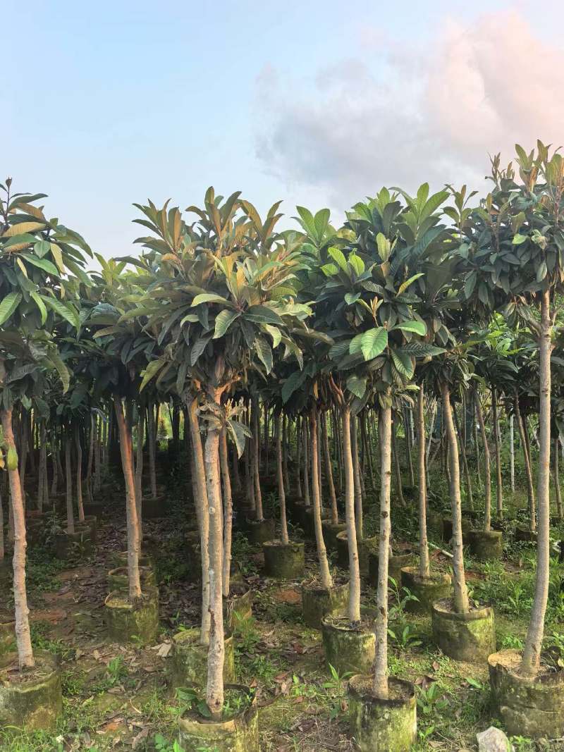 枇杷3-8公分出手自家果苗基地直销