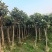 枇杷3-8公分出手自家果苗基地直销