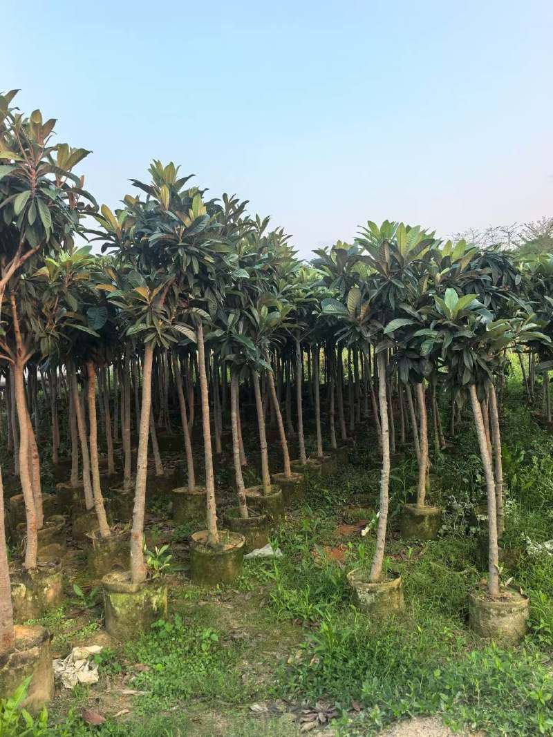 枇杷3-8公分出手自家果苗基地直销