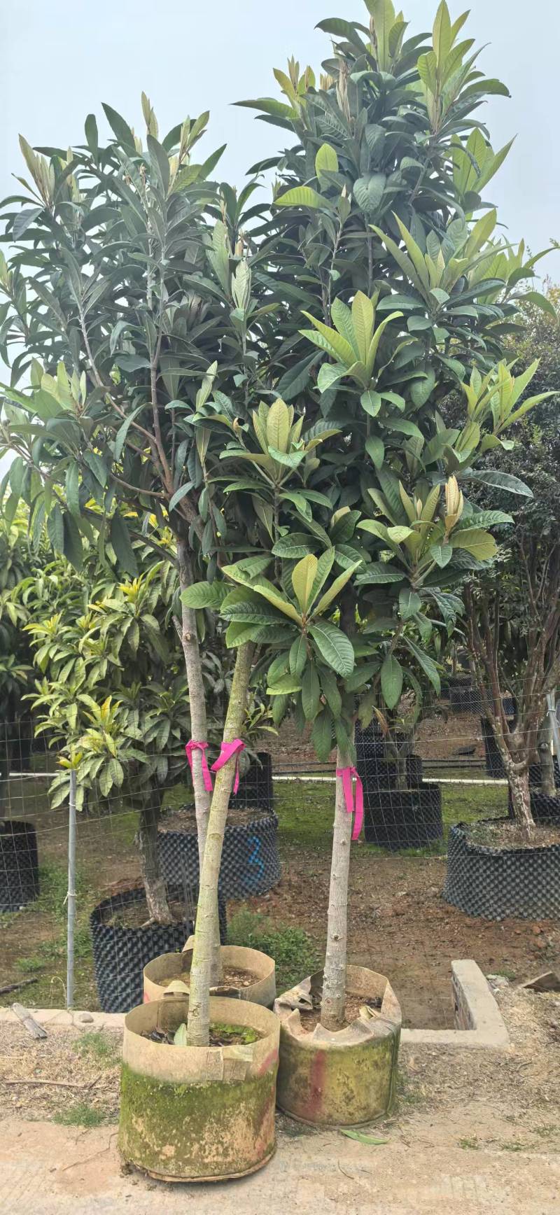 枇杷3-8公分出手自家果苗基地直销