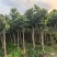 枇杷3-8公分出手自家果苗基地直销