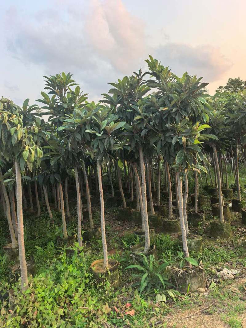枇杷3-8公分出手自家果苗基地直销