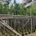 菠萝蜜3-8公分出售自家基地直销规格齐全