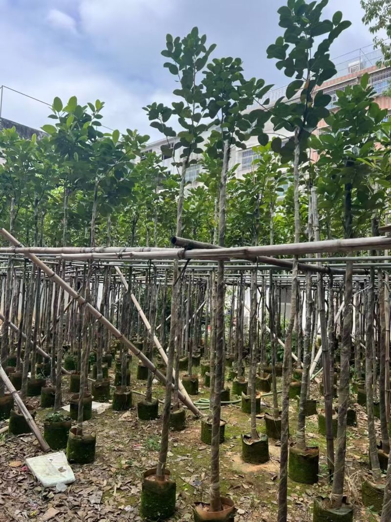 菠萝蜜3-8公分出售自家基地直销规格齐全