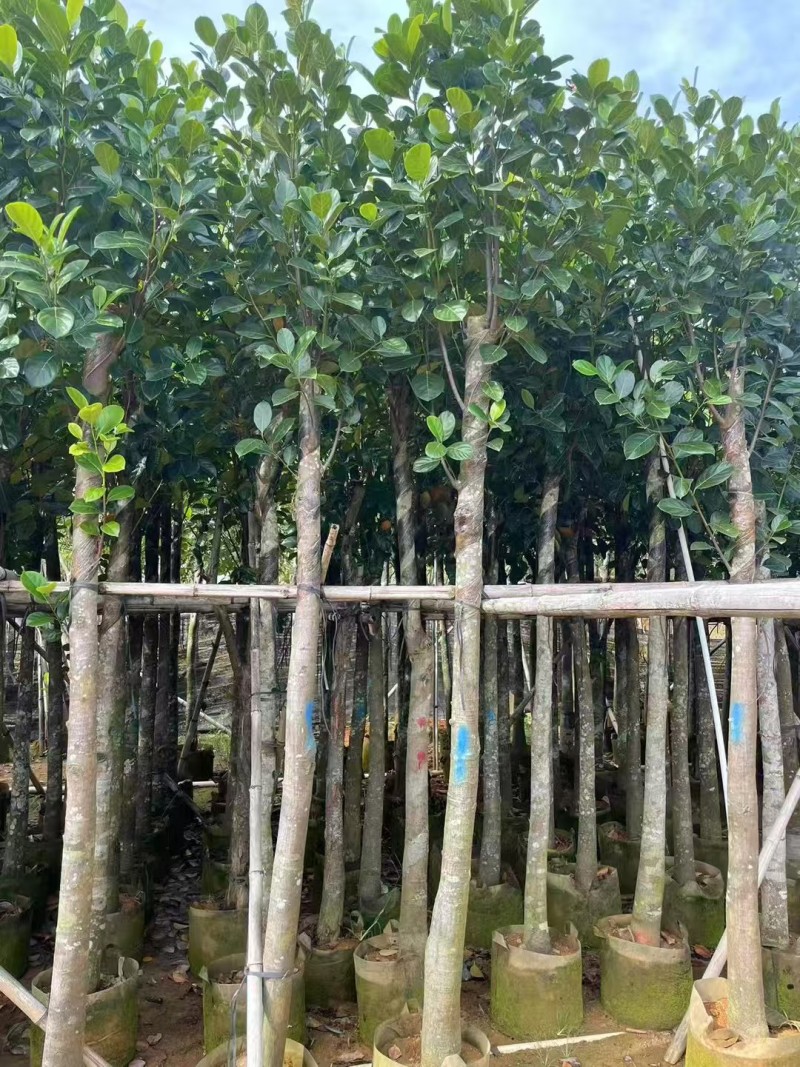 菠萝蜜3-8公分出售自家基地直销规格齐全