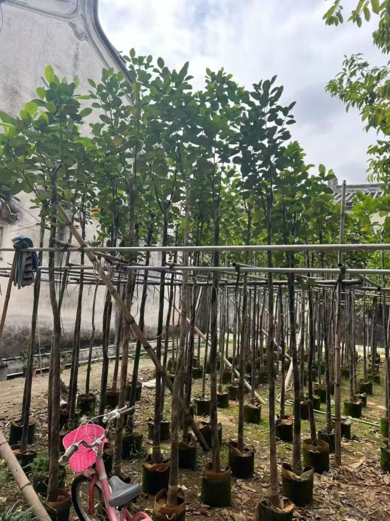 菠萝蜜3-8公分出售自家基地直销规格齐全