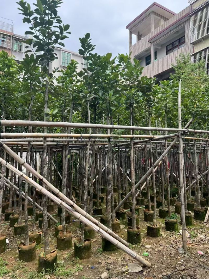 菠萝蜜3-8公分出售自家基地直销规格齐全