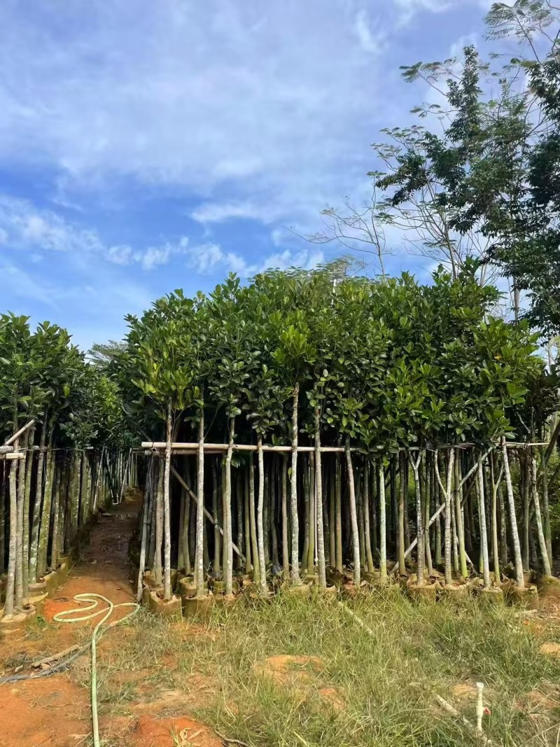 菠萝蜜3-8公分出售自家基地直销规格齐全