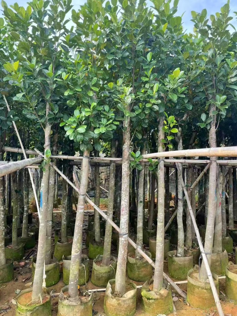 菠萝蜜3-8公分出售自家基地直销规格齐全