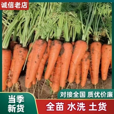 [推荐]宿州萧县三红胡萝卜产地直供大量有货，对接超市市场