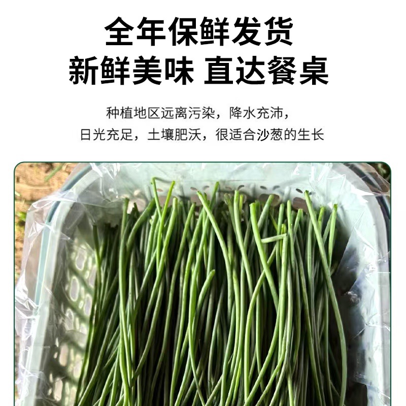 可线上交易内蒙古优质沙葱多种规格电商发市场欢迎来电咨询