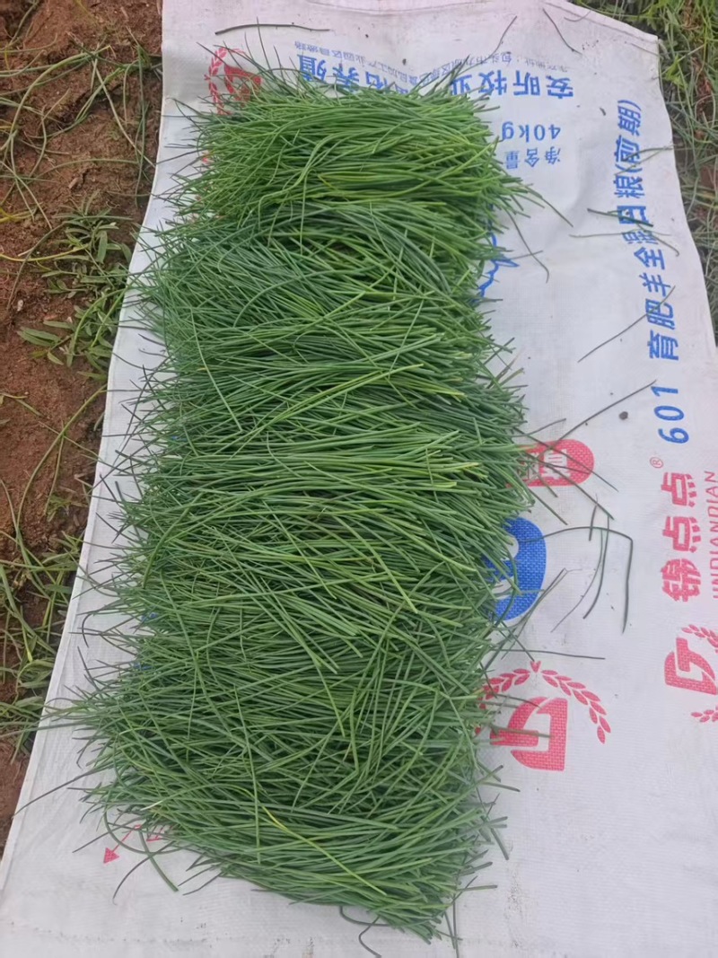 可线上交易内蒙古优质沙葱多种规格电商发市场欢迎来电咨询