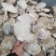 长白山野生白灵芝玉芝白灵芝桦树灵芝灵芝新货无虫眼