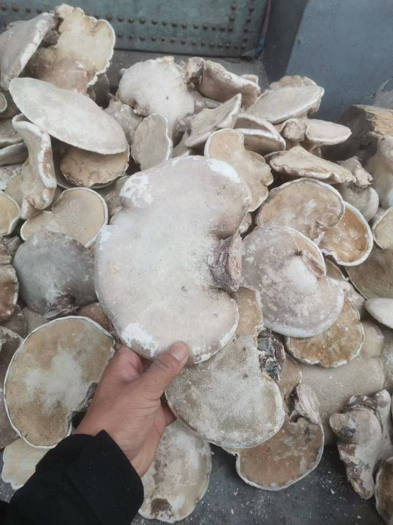 长白山野生白灵芝玉芝白灵芝桦树灵芝灵芝新货无虫眼