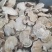 长白山野生白灵芝玉芝白灵芝桦树灵芝灵芝新货无虫眼