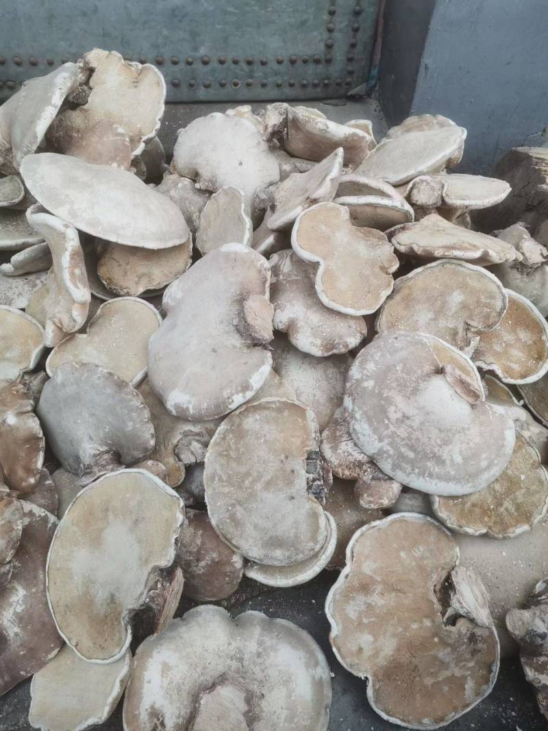 长白山野生白灵芝玉芝白灵芝桦树灵芝灵芝新货无虫眼