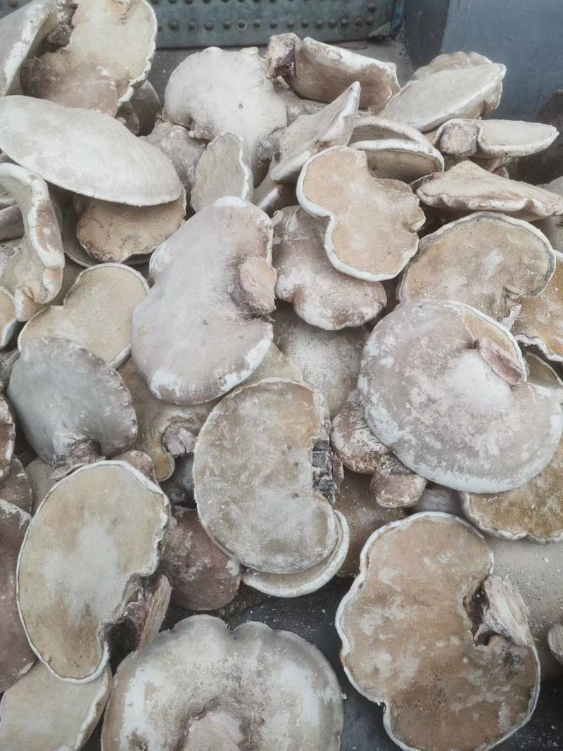 长白山野生白灵芝玉芝白灵芝桦树灵芝灵芝新货无虫眼