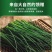 内蒙古优质沙葱多种规格适合电商一件代发市场欢迎来电咨询
