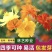 硫化菊种子花海硫华菊种子四季易种