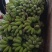 苹果蕉广西苹果蕉粉蕉应季新鲜水果自然熟软糯香甜香蕉大果