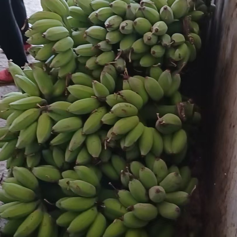 苹果蕉广西苹果蕉粉蕉应季新鲜水果自然熟软糯香甜香蕉大果