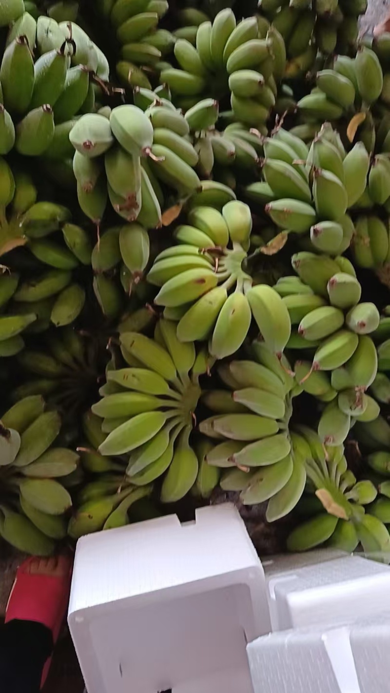 苹果蕉广西苹果蕉粉蕉应季新鲜水果自然熟软糯香甜香蕉大果