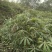 木薯