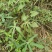 木薯