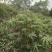 木薯